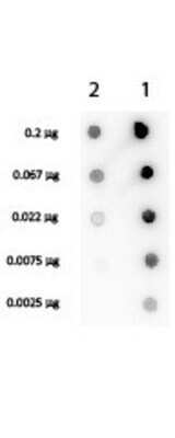 Western Blot: Streptavidin Antibody [Biotin] [NB120-7241] - Streptavidin Biotin Conjugated Antigen: Lane 1 - Biotin conjugated Streptavidin Antibody  Lane 2 - Streptavidin Antibody Load: 3-fold serial dilution starting at 200 ng Secondary antibody: HRP Streptavidin at 1:40,000 for 60 min at